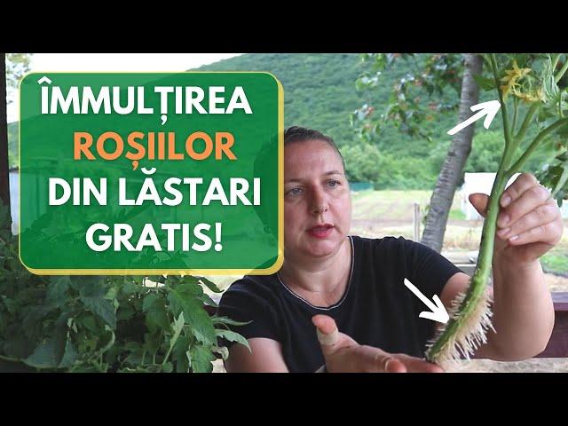 Inmultirea rosiilor din lastari - Gratis!