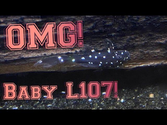 HOLY SMOKES! Look what I found when adding plants to the 55G! Breeding plecos for profit