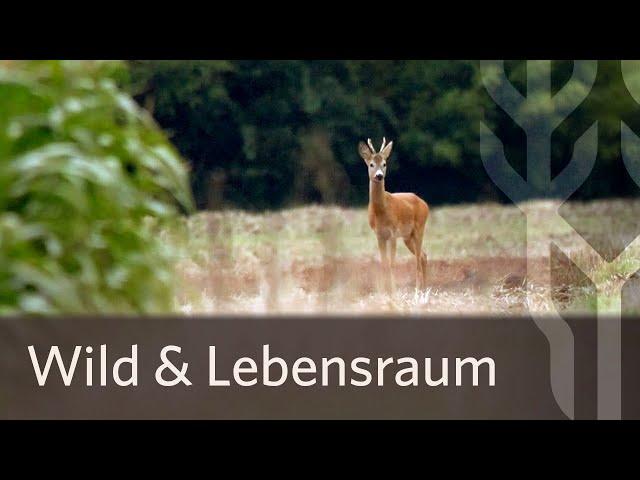 Niederwildversuchsrevier Großharras