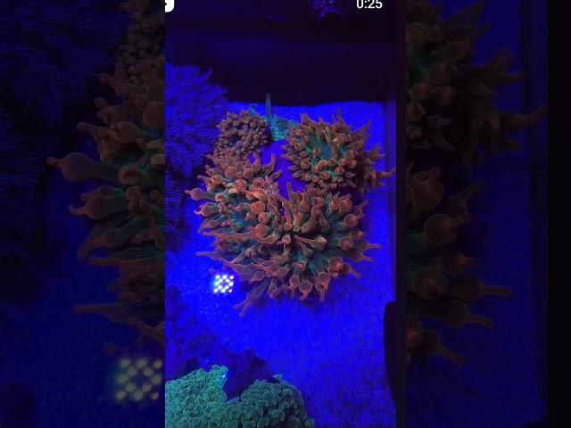 illumagic x4 review of the top down view and colors you can expect