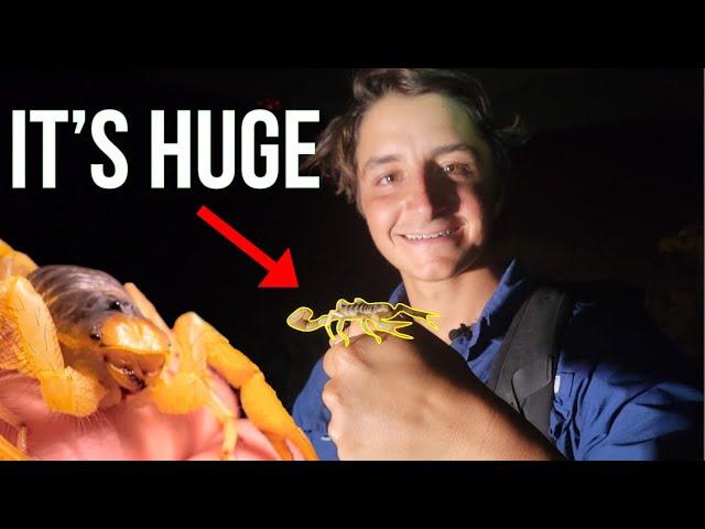 Are Giant Desert Scorpions Dangerous? America's Largest Scorpion!