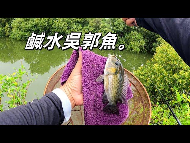 釣個鹹水吳郭魚 被虱目魚搗亂。#黑公#鹹水吳郭魚#虱目魚