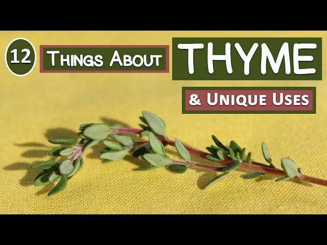 12 Things About Thyme and Its Unique Uses