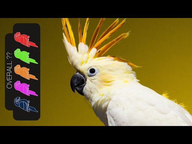 Citron Cockatoo, The Best Pet Parrot?