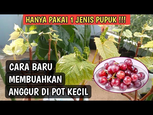 Cara Membuahkan Anggur Import di Pot | Tabulampot Anggur Hidroponik | Cara Menanam Anggur Jupiter