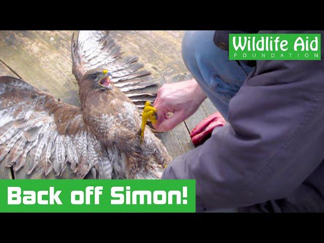 Wildlife rescuer injured by tangled buzzard!