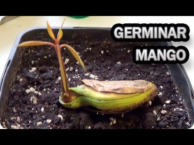 Como Germinar Y Sembrar Una Semilla De Mango || La Huertina De Toni