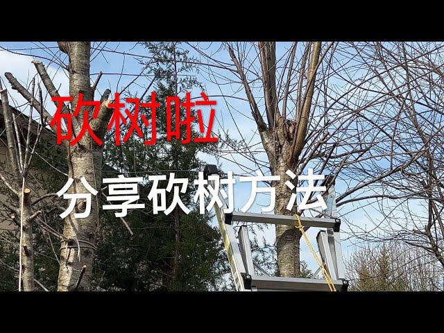 砍树怎样注意安全  分享砍树方法 一连砍了四棵杂树    How to Remove Trees Safely