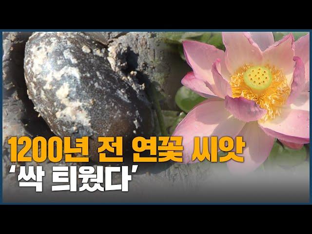 1200년 전 연꽃 씨앗 '싹 틔웠다'