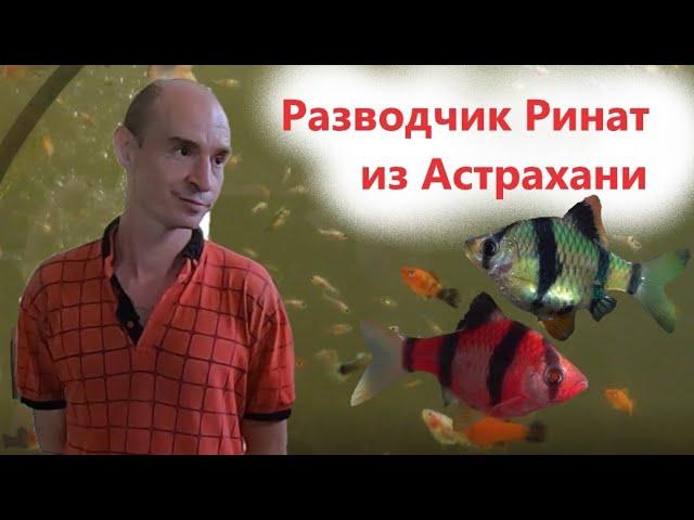 Астраханская аквариумистика. Ринат и его разводня