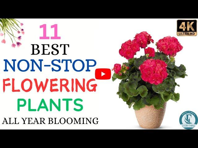 11 Non Stop Flowering Plants | Best Permanent Flowering Plants | All Year Flowering Plants.