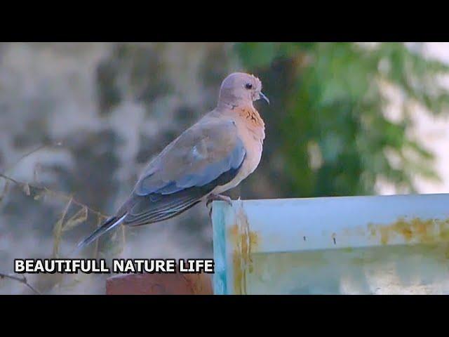 BEAUTIFUL NATURE