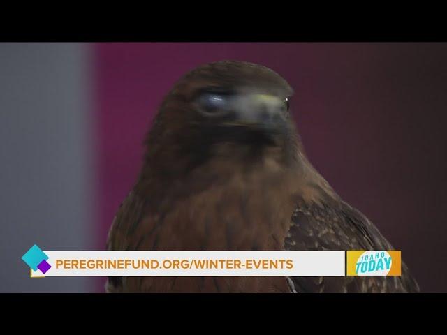 Celebrate winter at the World Center for Birds of Prey