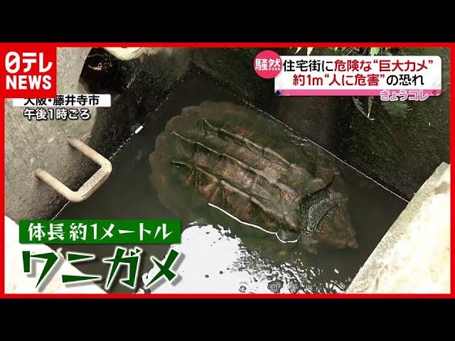 住宅街騒然…体長１ｍの危険な“巨大カメ”見つかる　大阪・藤井寺（2021年5月7日放送「news every.」より）