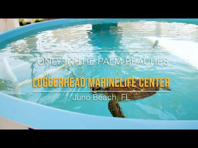 Loggerhead Marinelife Center | Only In The Palm Beaches 