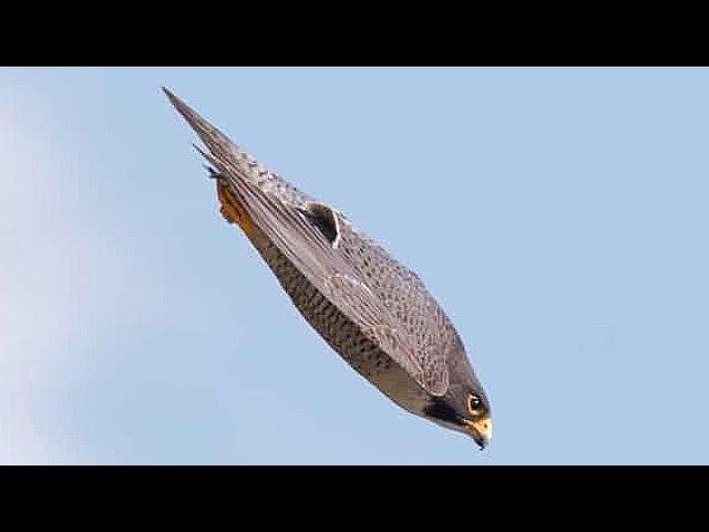 15 FASTEST Animals in the World