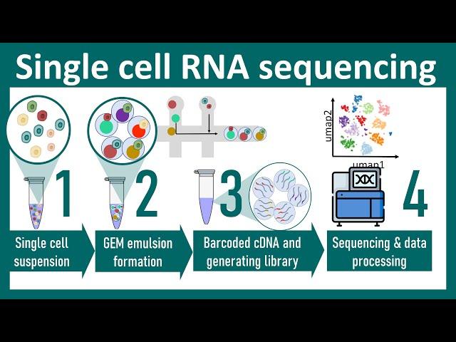 Single cell RNA sequencing overview | ScRNA seq vs Bulk seq | chemistry of ScRNA seq |Bio Techniques