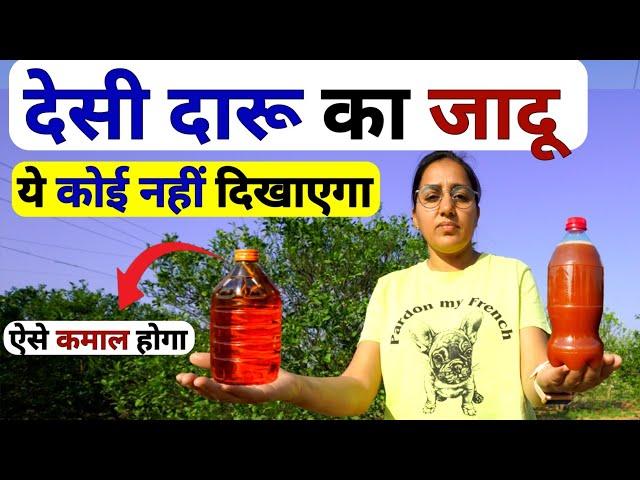 वाह खेती में देसी दारू का कमाल | fhasal me daru ka spray | Desi Daru Spray | PGR PGP tonic | kheti