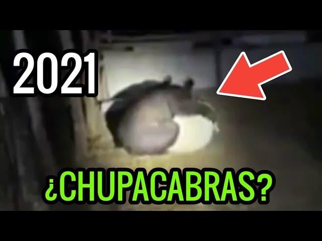 Supuesto CHUPACABRAS Captado en Vídeo