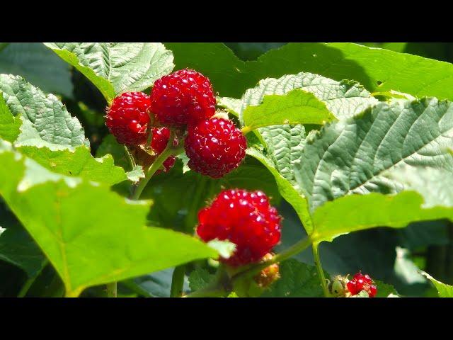 여름 그 맛, 산열매- 산딸기와 앵두, 보리수 따먹기