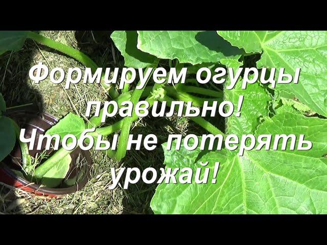 80. ОГУРЦЫ - правильное формирование куста, чтобы не потерять урожай!