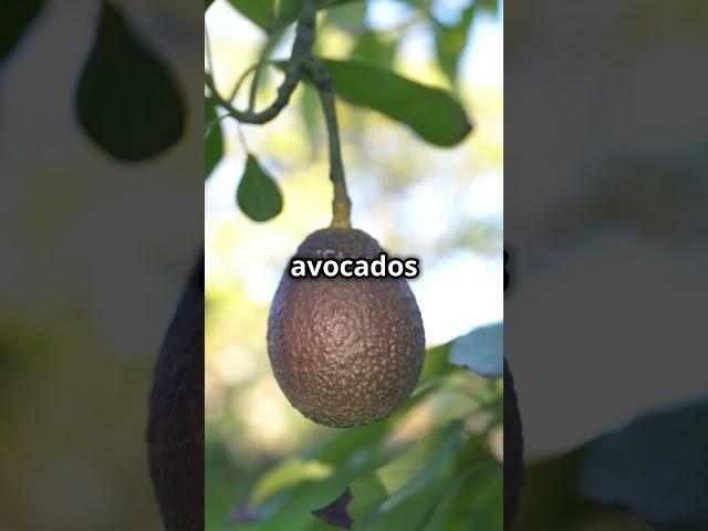 How Avocados Are Made: From Tree to Table