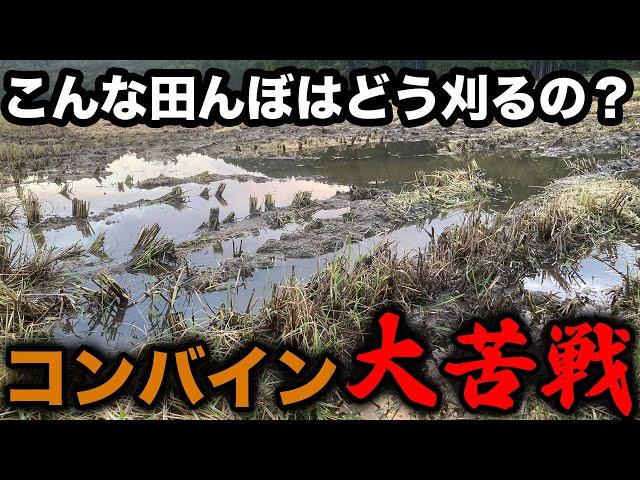 湿田！あなたならどう刈り取りますか？さぁ、みんなで考えよう！(RICE IS COMEDY®︎)