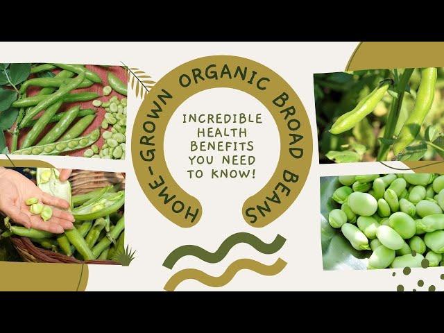  Home-grown Organic Broad Beans:  Incredible Health Benefits You Need to Know! #broadbeans #viral