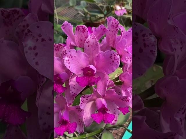 1 màu tím mộng mơ của cây cattleya #cattleyaorchids #orchid #hoalanthanhphat