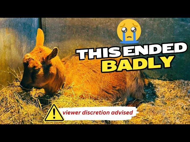 WORST KIDDING EVER ON THE FARM (Nigerian Dwarf goat birth goes horribly wrong)