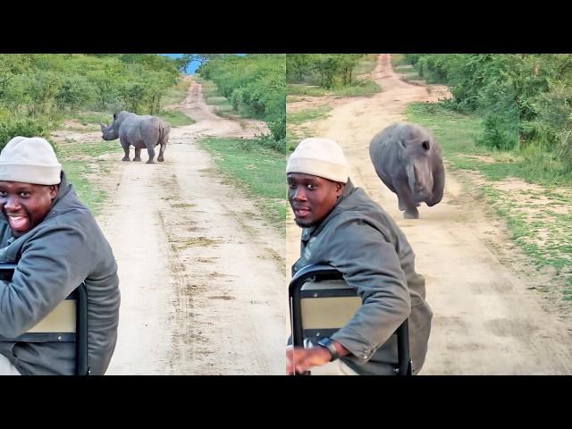 Ranger Regrets Laughing at Rhino When it Charges Him