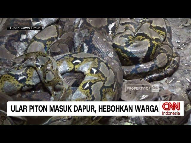 Ular Piton Masuk Dapur, Hebohkan Warga