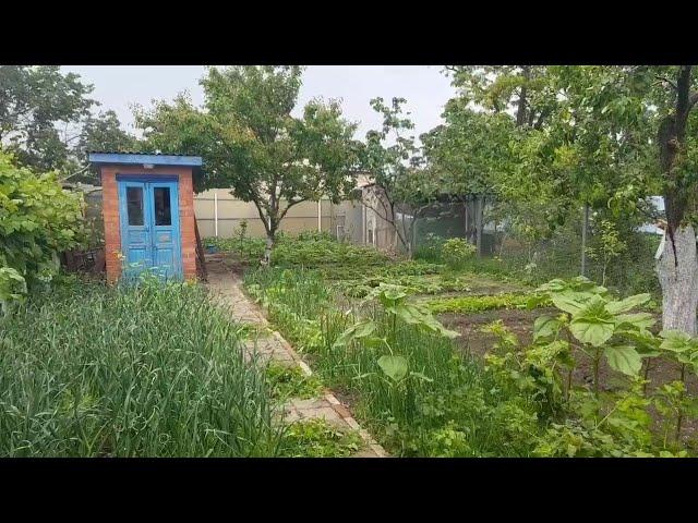 Ейск.Дон Педро поёт на бис)). Вот что любят куры. Огородные дела...