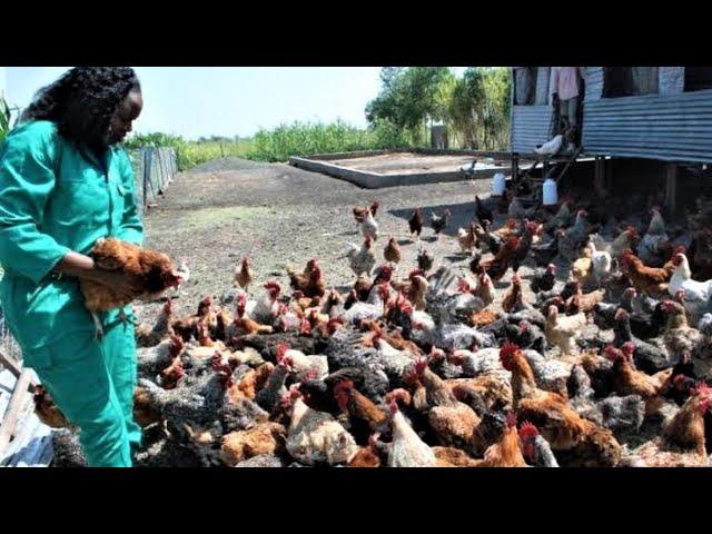 From a Chick to a Laying Hen Just in 90 Days  | A - Z Chicken Farming