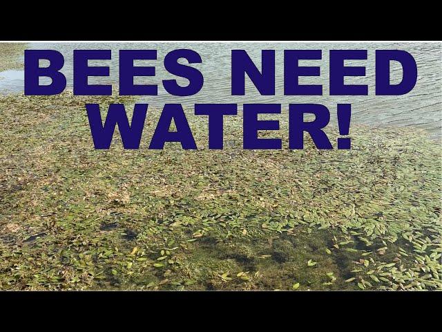 BEEKEEPING: Ensuring Your Bees Have Summer Water