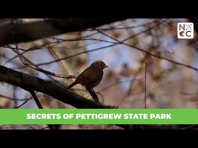 Secrets of Pettigrew State Park