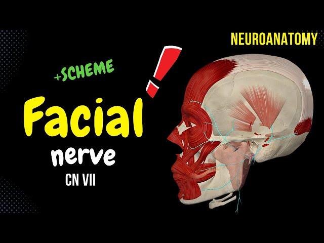 CN 7: Facial Nerve (SIMPLE Scheme + Animation)