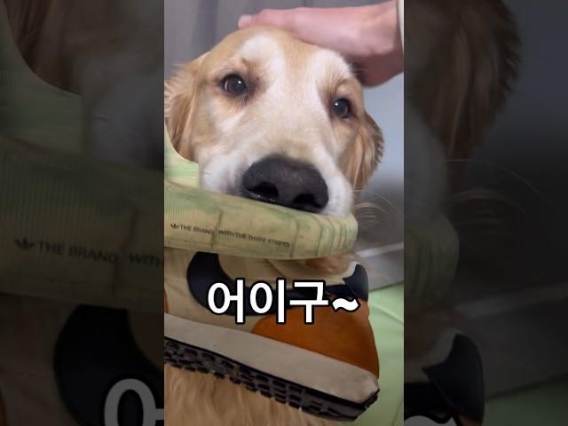 이맛에 퇴근이 즐겁죠 반려인 반려견 행복한 저녁 스토리 1편