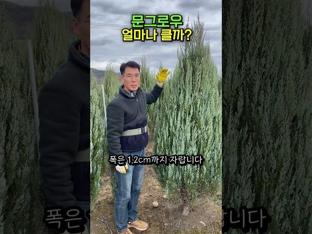 문그로우 얼마나 클까?