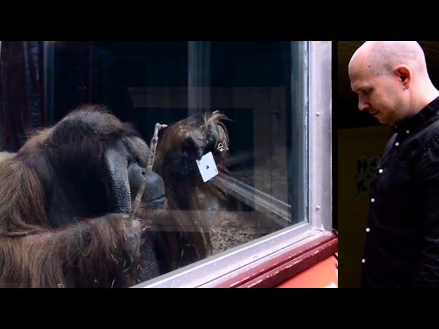 Guy Performs Magic Trick for Orangutan