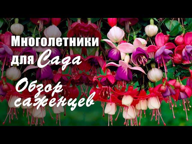 Декоративные кустарники для сада. Обзор саженцев