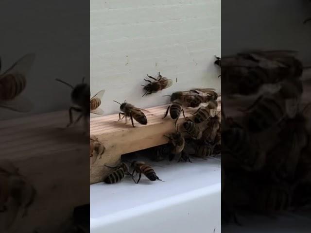 New bees orientation flights 