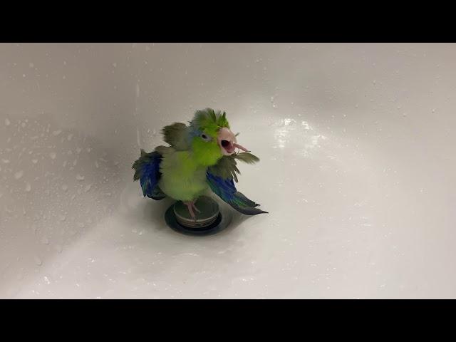 How Does My Parrotlet Shower? | 4K Full Length