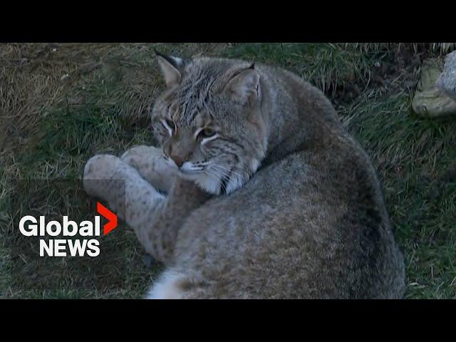 Cat cafés too mild for you? Try a bobcat with your espresso