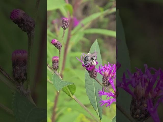 Few more seconds of the Stormtrooper Bee collecting