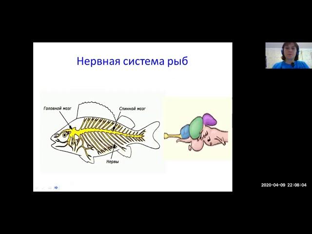 Эволюция нервной системы. Урок 7 класс