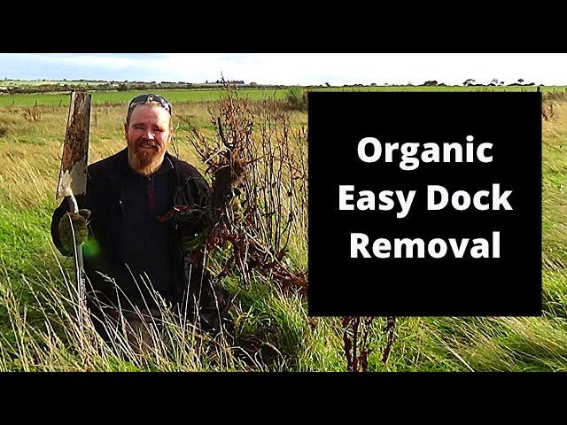 How to take out dock weeds easily, permanently, organically.