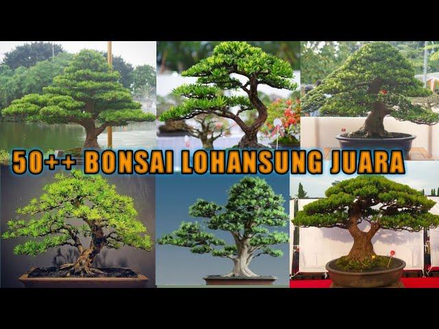 inspirasi bonsai lohansung juara