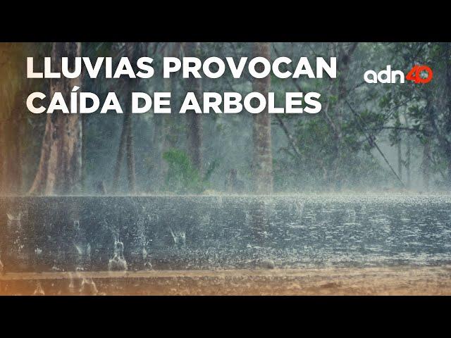 ¡Tláloc no perdona! Fuertes lluvias provocan caída de arboles en CDMX