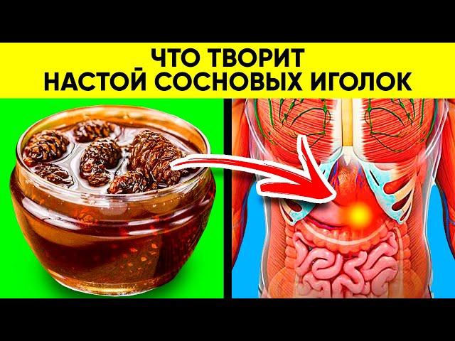 Секреты Старых Врачей! Вот Что Творит Настой Иголок Сосны! Реальная Польза и Вред Хвои Сосны!